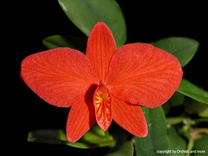 Sophronitis_brevipendiculata