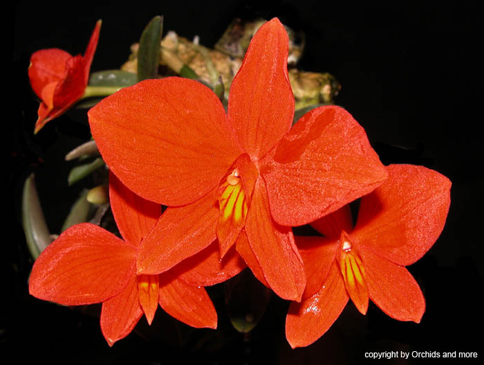 Sophronitis_pygmea