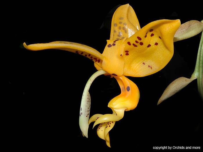 Stanhopea_jenischiana