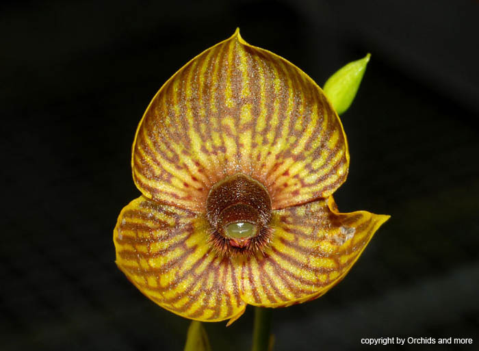 Telipogon_spec
