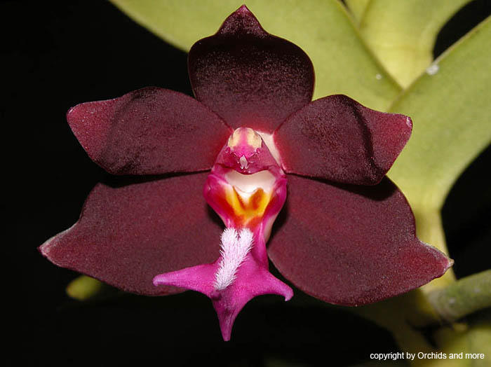 Trichoglottis_philippinensis