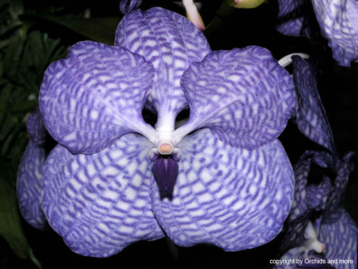 Vanda_coerulea