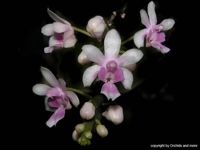 kingidium_decumbens