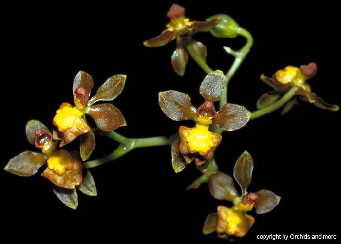 trigonochilum_diodon