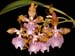 Odontoglossum_wyattianum
