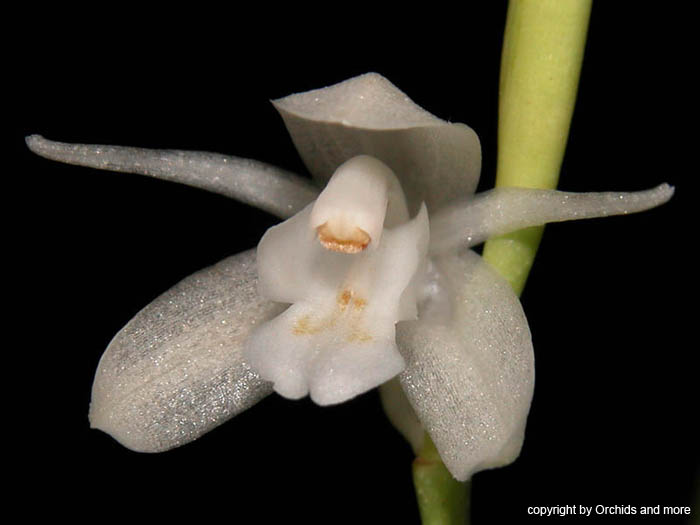 Coelogyne_bilamellata_2