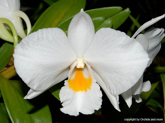 Dendrobium_Formidible