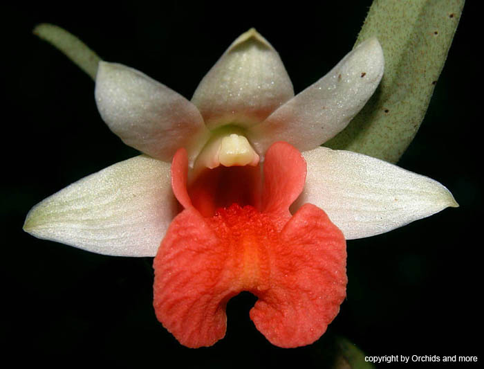 Dendrobium_bellatulum