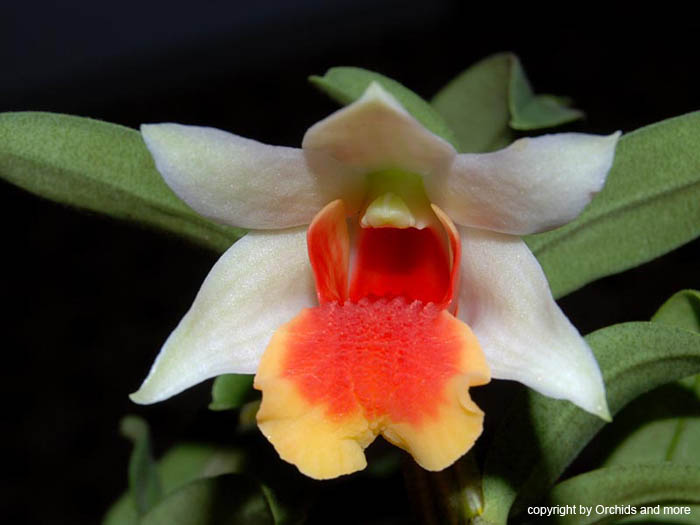 Dendrobium_bellatulumxsuzukii
