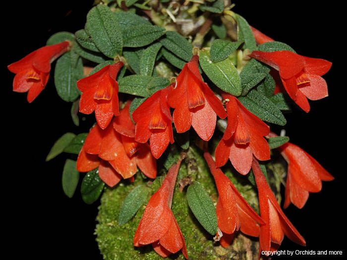 Dendrobium_cuthbertsonii_red