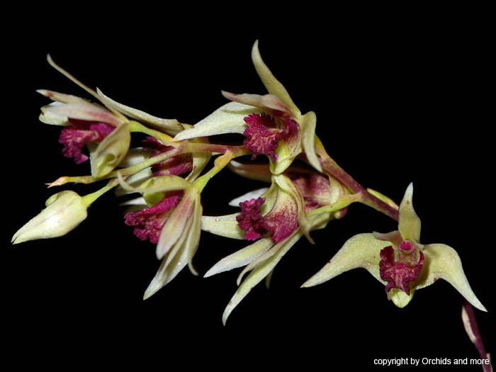 Dendrobium_miserum