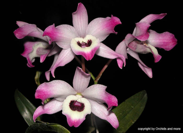 Dendrobium_nobile