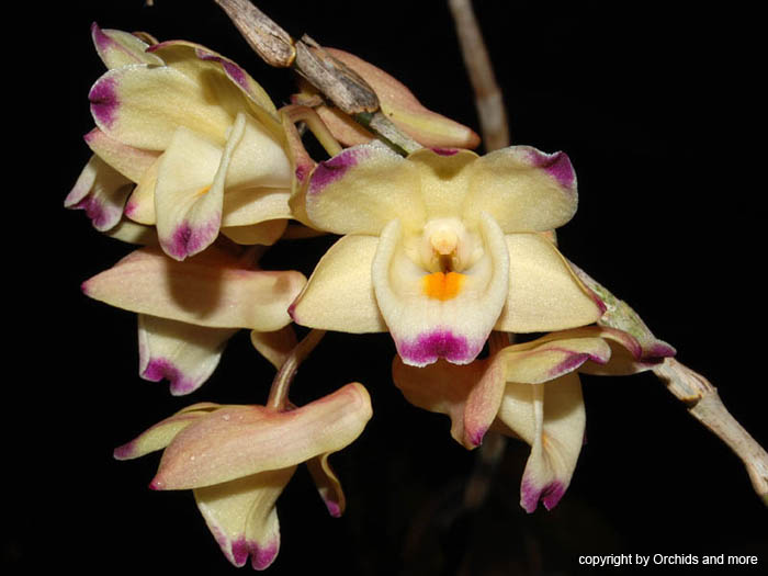 Dendrobium_sanguinolentum