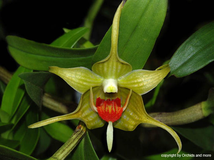 Dendrobium_tobaense