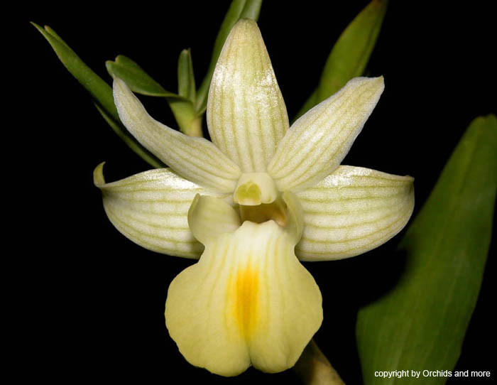 Dendrobium_uniflorum_tobaense