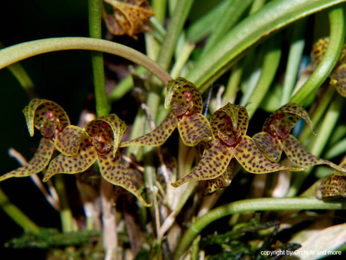 Dryadella_zebrina