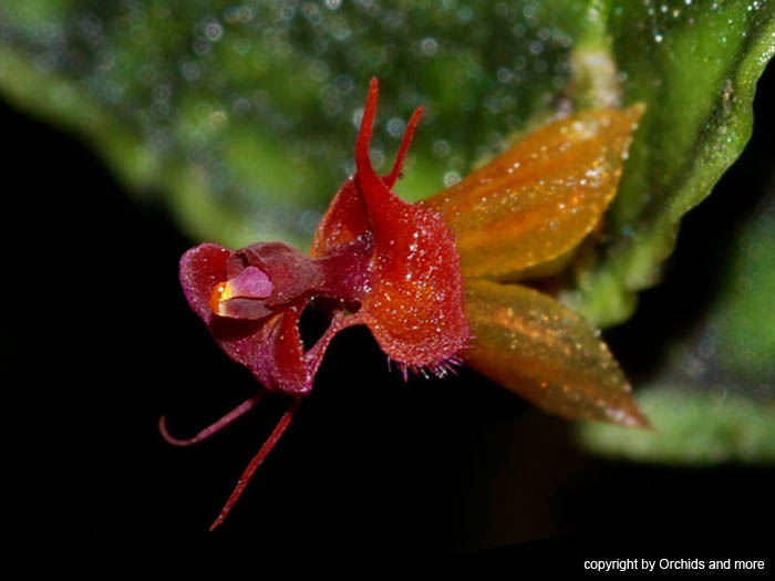 Lepanthes_calodictylon