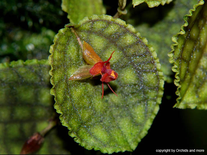 Lepanthes_calodictylon2