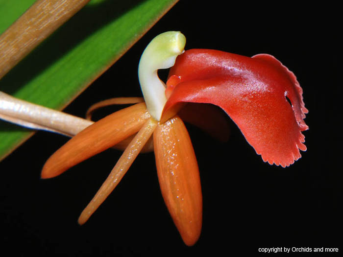 Liparis_latifolia