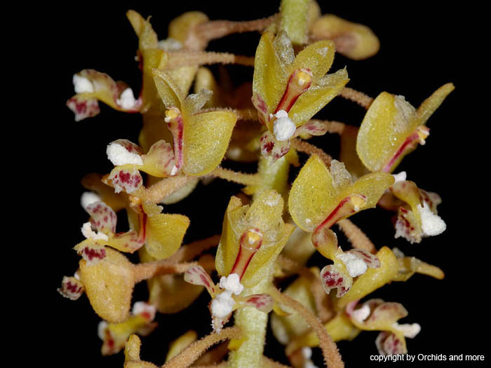 Mycaranthes_monostachya