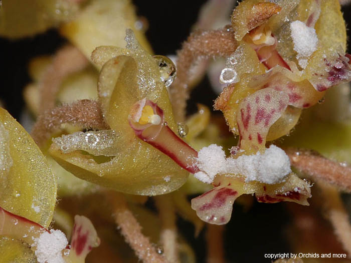 Mycaranthes_monostachya_2