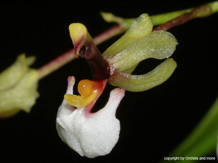 Ornithophora_radicans