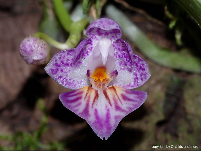 Phalaenopsis_appendiculata_2