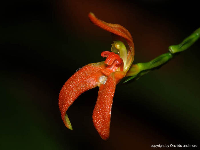 Pleurothallis_endothrachis