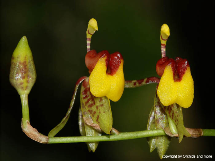 Sigmatostalix_lutzii