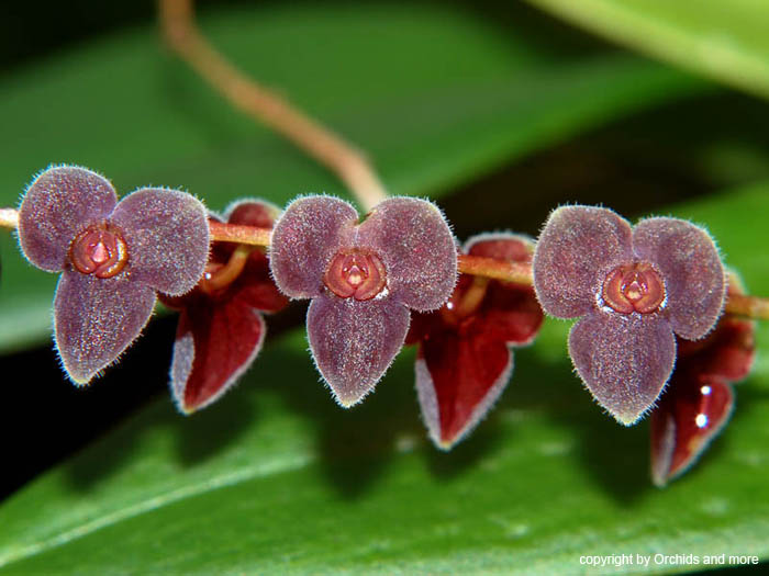 Stelis_2