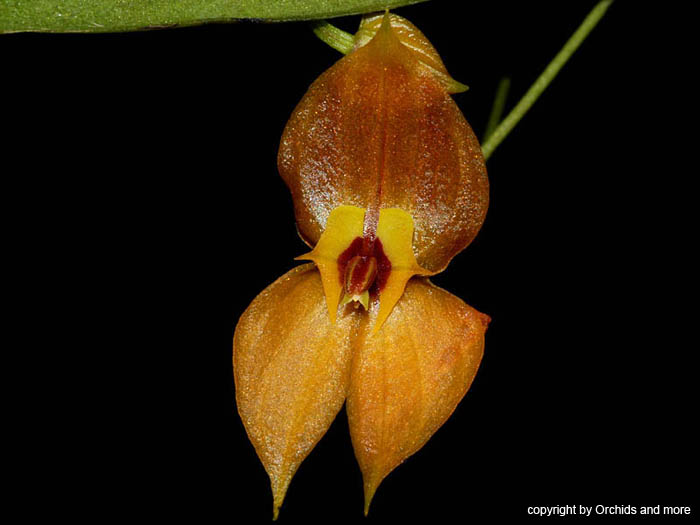 lepanthes_ophelma