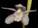 Coelogyne_bilamellata_2