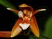 Coelogyne_philippinen