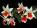 Dendrobium_Dawn_Maree2