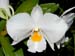 Dendrobium_Formidible