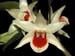 Dendrobium_Hsinying_Mareezuki2