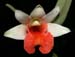Dendrobium_bellatulum