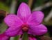Dendrobium_glomeratum2