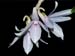 Dendrobium_gonzalesii