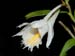 Dendrobium_longicornu2
