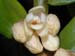 Dendrobium_melanostictum