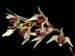 Dendrobium_miserum