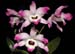 Dendrobium_nobile