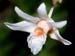 Dendrobium_polytrichium2