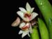Dendrobium_rigidum