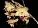 Dendrobium_sanguinolentum