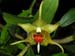 Dendrobium_tobaense