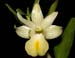 Dendrobium_uniflorum_tobaense