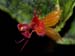 Lepanthes_calodictylon