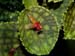Lepanthes_calodictylon2